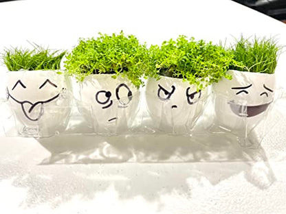 Dwarf Baby Tears Hemianthus Callitrichoides HC Live Aquarium Plants Freshwater Fish Tank