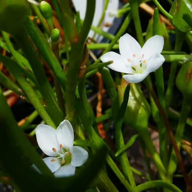 White Purslane Live Plants | Pack of 2 (Two) | 5-9" Tall | Moss Rose Portulaca | Drought Tolerant Trailing Succulent for Hanging Baskets & Rock Gardens | Heat Loving Moon Garden Blooms