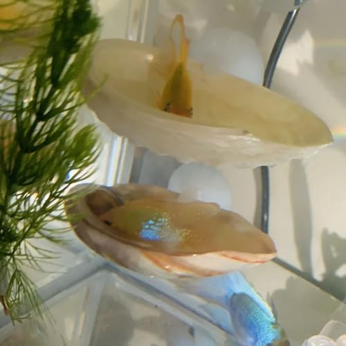 Betta Fish Resting Spot Shell Bed 4-Pack — Natural Habitat Style Hideout for Breeding, Spawning & Resting Betta Fish - color: color random 4pcs