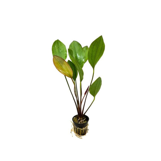 Amazon Sword Echinodorus Red Melon - Live Aquarium Plant - Freshwater - Medium Light - size: Standard