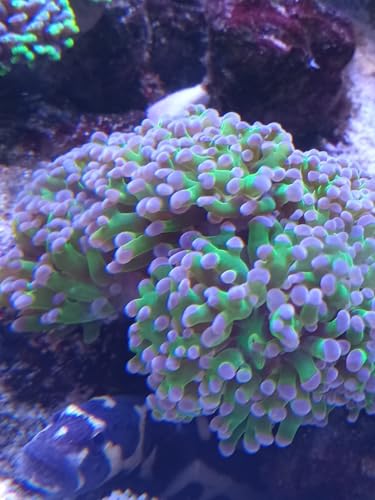 Beginner Hammer Coral- Live Saltwater Aquarium