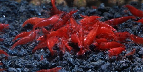 Live Freshwater Aquarium Shrimp - Neocaridina (Bloody Mary, 10 Pack) - color: Bloody Mary