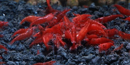 Live Freshwater Aquarium Shrimp - Neocaridina (Bloody Mary, 10 Pack) - color: Bloody Mary