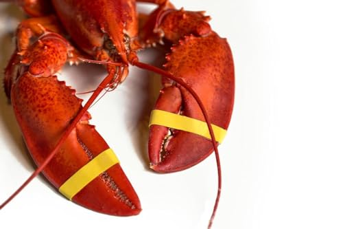 AirFly Crab and Lobster Claw Bands - Size 1" x 0.5" - FDA-Compliant Silicone - Cook Safe, Non-Latex, Non-Toxic - Fits Lobster, Dungeness and Blue Crab - Made in USA (Red, Bands + Bander)