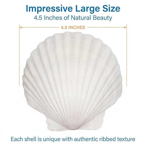 Natural White Scallop Sea Shells for Crafts, Beach Home Decor, Painting, Fish Tank, Wedding Decorations, Large 4.5 Inch, 4 Pack