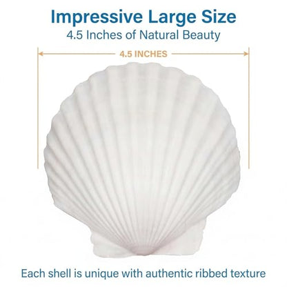 Natural White Scallop Sea Shells for Crafts, Beach Home Decor, Painting, Fish Tank, Wedding Decorations, Large 4.5 Inch, 4 Pack