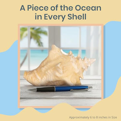 Conch Shell Decor - Seashell Decor - 6-8" Large Sea Shell - Shells for Decoration - Large Seashells for Crafts - Magic Conch Shell Room Decor