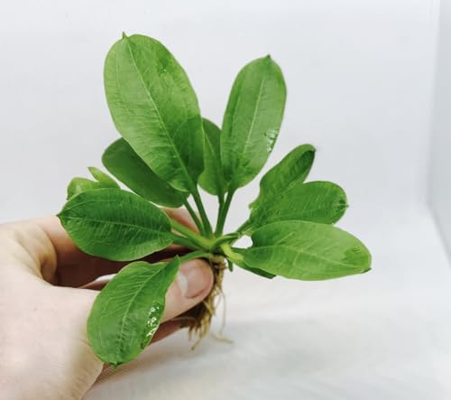 Rosette Sword Echinodorus Parviflorus Live Aquarium Plants Rooted Bundle for Fish Tank Buy 2 Get 1