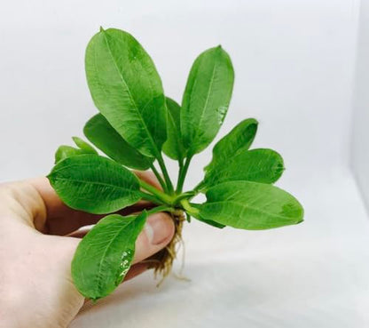 Rosette Sword Echinodorus Parviflorus Live Aquarium Plants Rooted Bundle for Fish Tank Buy 2 Get 1