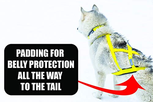 Neewa Pro Sled Dog Harness (Yellow, Medium (Neck 17 Chest 29 Back 20))