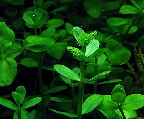 3 Different Types of Beginner/Super Easy Live Aquarium Plants - Bacopa + Anubias + Java Fern BU Y 2 GET 1 F R EE!