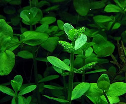 3 Different Types of Beginner/Super Easy Live Aquarium Plants - Bacopa + Anubias + Java Fern BU Y 2 GET 1 F R EE!