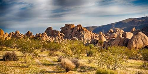 YongFoto Polyester Joshua Tree National Park Photography Background Stones Valley Cactus Shrub Bush Desert Sand Land Backdrop for Photoshoot Wild West Party 72x18 inches Dragon Tank Background - color: Yellow-2, size: 72x18 IN