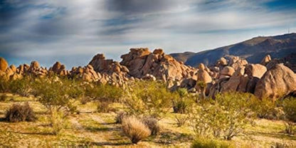 YongFoto Polyester Joshua Tree National Park Photography Background Stones Valley Cactus Shrub Bush Desert Sand Land Backdrop for Photoshoot Wild West Party 72x18 inches Dragon Tank Background - color: Yellow-2, size: 72x18 IN