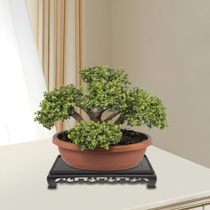 Hemoton Rectangular Plastic Fish Tank Holder and Indoor Flowerpot Stand for Bonsai Plants Pot Base Tray, Plant Container Pedestal for Home Garden Display