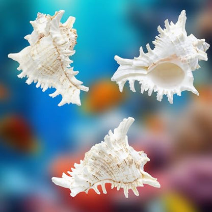 Fish Decorations for Tank, 2 Pack Large Natural Conch Shell, Branched Murex, Large Seashells Aquarium Decor Ornaments, Home Decorations, DIY Crafts