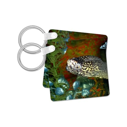 3dRose, Razorbacked Musk turtle head color in aquarium, set of 2 Key Chains