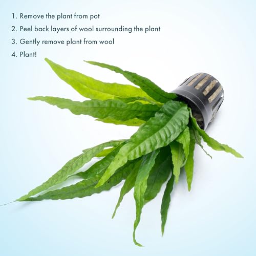 Java Fern Live Aquarium Plants - Potted Freshwater Plant for Fish Tanks - Beginner Friendly, Low Light (Java Fern, 5 Pots) - color: Java Fern, size: Pot - 5 Count