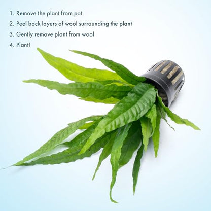 Java Fern Live Aquarium Plants - Potted Freshwater Plant for Fish Tanks - Beginner Friendly, Low Light (Java Fern, 5 Pots) - color: Java Fern, size: Pot - 5 Count