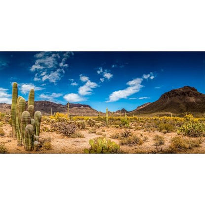 AWERT 72x24 inches Reptile Habitat Background Blue Sky Oasis Cactus Desert Terrarium Background Vinyl - size: 72x24in/180x60cm
