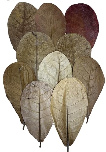 Awesome Aquatic Shrimp Combo Kit 10 Each Catappa, Mulberry and Dadap Leaves, Alder & Casuarina Cones, 10 g Catappa Bark and 1-6 inch Cholla Wood