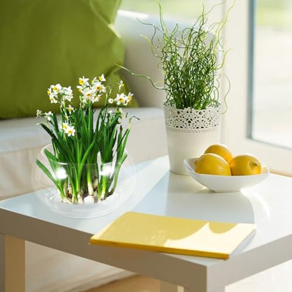 Hydroponic Plant Pot Clear Daffodil Bowl for Desktop Decor Durable Fish Tank for Flowers Plants Portable Tiny Aquarium Present for Home Parties