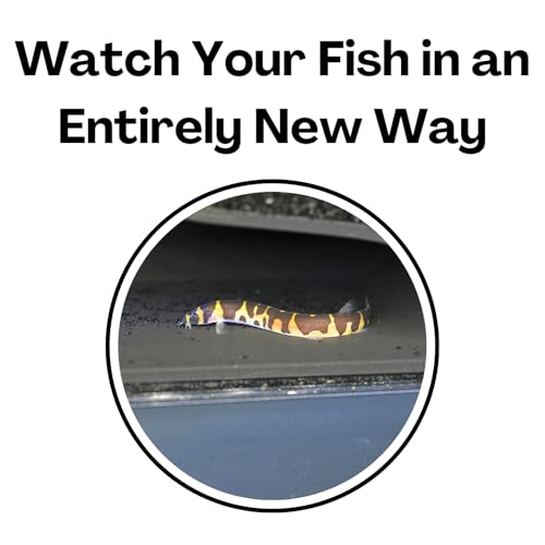 Aquarium Underground Tunnel Cave Natural Curve | Viewing Fish & Shrimp Under Gravel Tunnel | Fish Tank Decor Decoration Hideout Perfect for Corydora Catfish, Kuhli Loach, Pleco