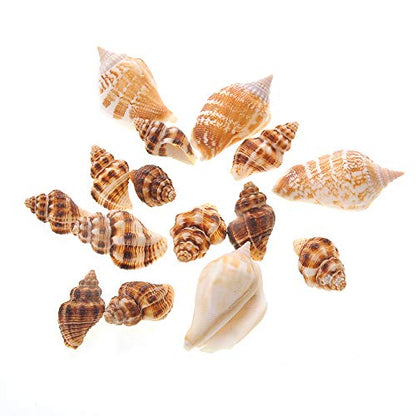 PowerTRC Mixed Beach Sea Shells for Ocean Theme Parties and Weddings Decoration | Vase, Fountain & Fish Tank Filler Various Sizes 1”-2.5” | Approx.100 Sea Shells - size: #1 100 Sea Shells