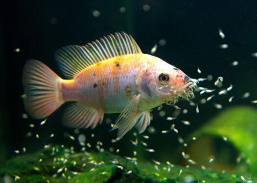Nano Fry Powder, 55% Protein Vitamin Rich Floating/Slow Sinking Powdered Fry Growth Food for All Tropical Fish, Baby Cichlids, Bettas, Tetras, Guppies...2.4oz Squeeze Bottle