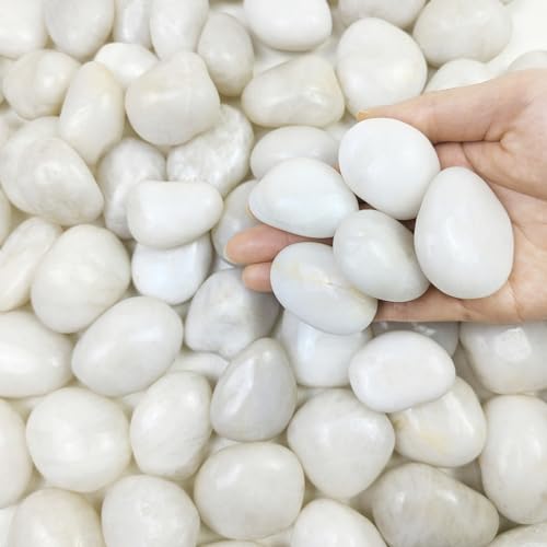 5 lbs White River Rocks, Polished Pebbles for Indoor Plants, 1-2 inch Decorative White Stones for Plants Vase Aquarium Fish Tank and Outdoor Garden Landscaping Rocks - size: 1-2 Inch, style: 5 Pounds