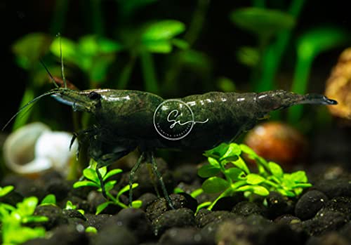 Swimming Creatures™ Premium Neocaridina Shrimp – Freshwater Aquarium Shrimp (10, Premium Emerald Green) - color: PREMIUM EMERALD GREEN
