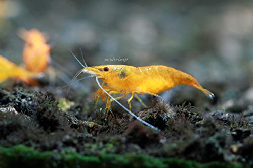 Live Freshwater Aquarium Shrimp - Neocaridina (Orange Sunkist, 10 Pack) - color: Orange Sunkist