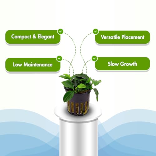 Amazon Sword Echinodorus Red Melon - Live Aquarium Plant - Freshwater - Medium Light - size: Medium