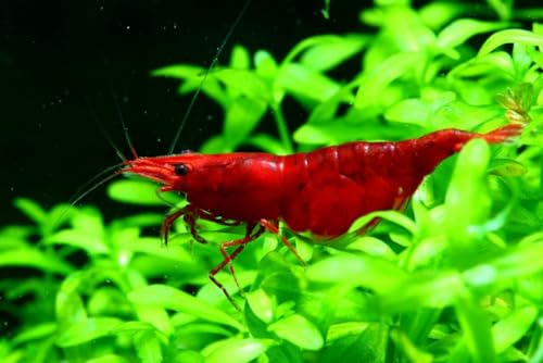 Swimming Creatures™ Freshwater Aquarium Shrimp - A Perfect Combo to Brighten Your Aquarium! (10 Premium Mix + 3 Mystery Snail)