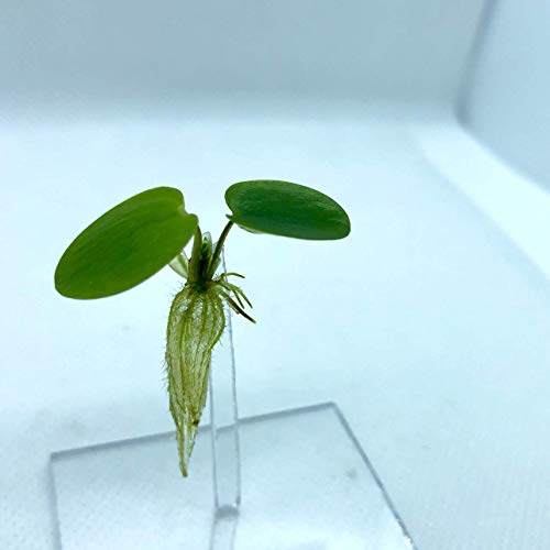 20+ Leaves Amazon Frogbit (+Free Bonus Plant +Invisible Feeding Ring) Live Floating Plant for Aquarium (Limnobium Laevigatum) by Aquarigram - size: Plants + Invisible Feeding Ring (see video)