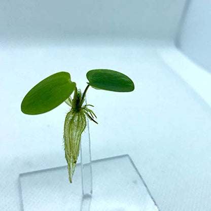 20+ Leaves Amazon Frogbit (+Free Bonus Plant +Invisible Feeding Ring) Live Floating Plant for Aquarium (Limnobium Laevigatum) by Aquarigram - size: Plants + Invisible Feeding Ring (see video)