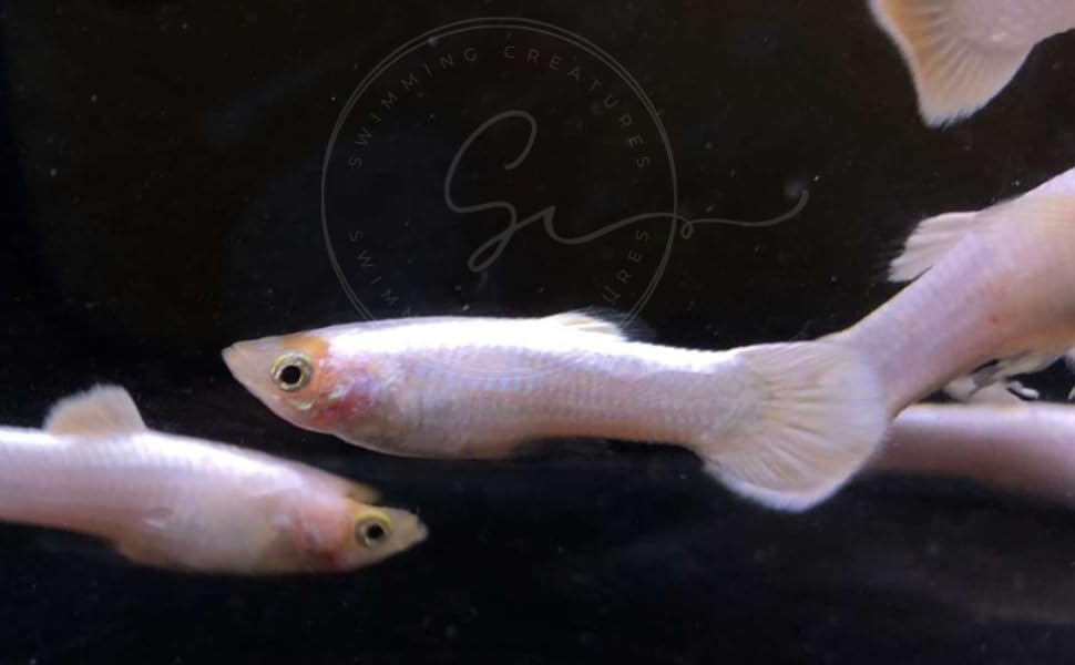 Swimming Creatures™ Tropical Live Guppy Freshwater Aquarium Fish (5 Platinum White Male Guppy)