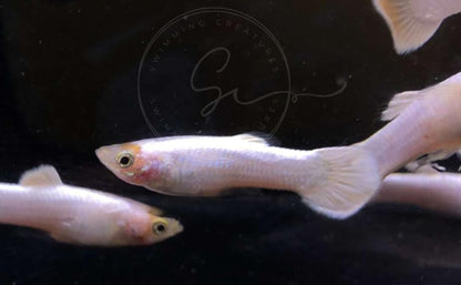 Swimming Creatures™ Tropical Live Guppy Freshwater Aquarium Fish (5 Platinum White Male Guppy)