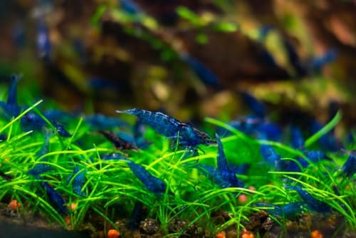 20 Blue Dream Supreme Gene Shrimps Live Freshwater Shrimp Aquarium Neocaridina, Live Arrival Guarantee - color: Blue, size: 20