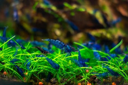20 Blue Dream Supreme Gene Shrimps Live Freshwater Shrimp Aquarium Neocaridina, Live Arrival Guarantee - color: Blue, size: 20