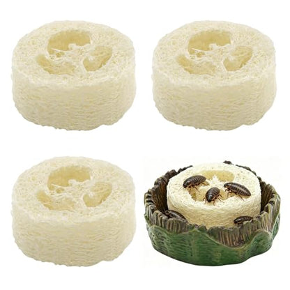 Cockroach Water Basin & 3 Loofah Set, Dubia Roaches Live Habitat Reptile Container Supplies for Terrariums & Enclosures, Comfortable Habitat for Roaches Live, Isopods, Springtails, Crickets