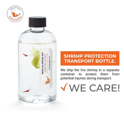 Self-Sustaining Ecosystem - Natural. Contains Live Opae Ula Shrimp