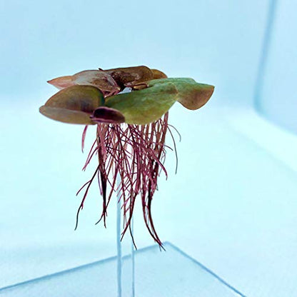 Floating Plant Combo Pack! (Amazon Frogbit, Red Root Floater, Dwarf Water Lettuce, Water Spangles) (Plants Only) - size: Plants without Invisible Feeding Ring