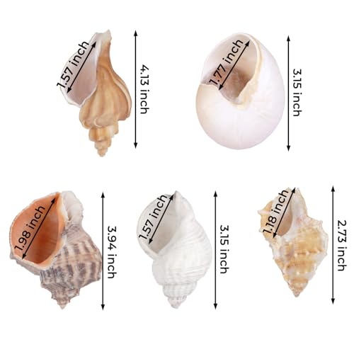5Pcs Hermit Crab Shells Natural Sea Conch Size: 2"-3" Turbo Seashells for Hermit Crab Supplies Hermit Crab House for Décor No Paint or Dye (Opening Sizes: 1.2-2 inches)