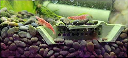 Shrimp Champ: Ultimate Shelter, Breeding Area and Hideout for Cherry Shrimp, African Dwarf Frogs and Small Aquatic Creatures - Natural Look, Safe, Eco-Friendly (2 Pack)
