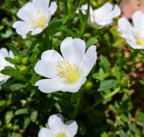 White Purslane Live Plants | Pack of 2 (Two) | 5-9" Tall | Moss Rose Portulaca | Drought Tolerant Trailing Succulent for Hanging Baskets & Rock Gardens | Heat Loving Moon Garden Blooms