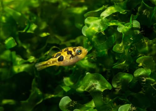 Swimming Creatures Live Aquarium Fish (2 Dwarf Pea Puffer Fish (Carinotetraodon Travancoricus) 1-2cm, 2, Count)