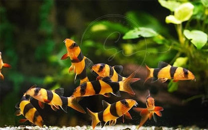 Swimming Creatures 1 Clown Loach (Tiger Botia) & 1 Yoyo Loach (Botia almorhae) Freshwater Aquarium Fish, Approx Size: 1"