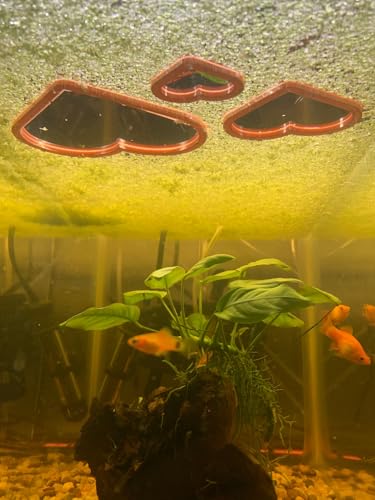 Heart Shaped Aquarium Feeding Ring, Floating Fish Feeding Ring for Fish Tank, Aquatic Plant Feeding Frame, Betta Shrimp Feeding Station, Cute Heart Aquarium Accessory Decor (Medium) - size: Medium