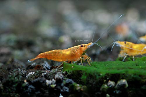 Live Freshwater Aquarium Shrimp - Neocaridina (Orange Sunkist, 10 Pack) - color: Orange Sunkist